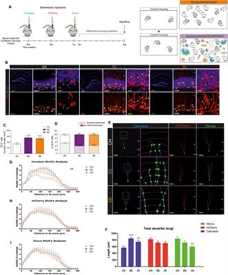 The Social Component of Environmental Enrichment Is a Pro-neurogenic Stimulus in Adult c57BL6 Female Mice